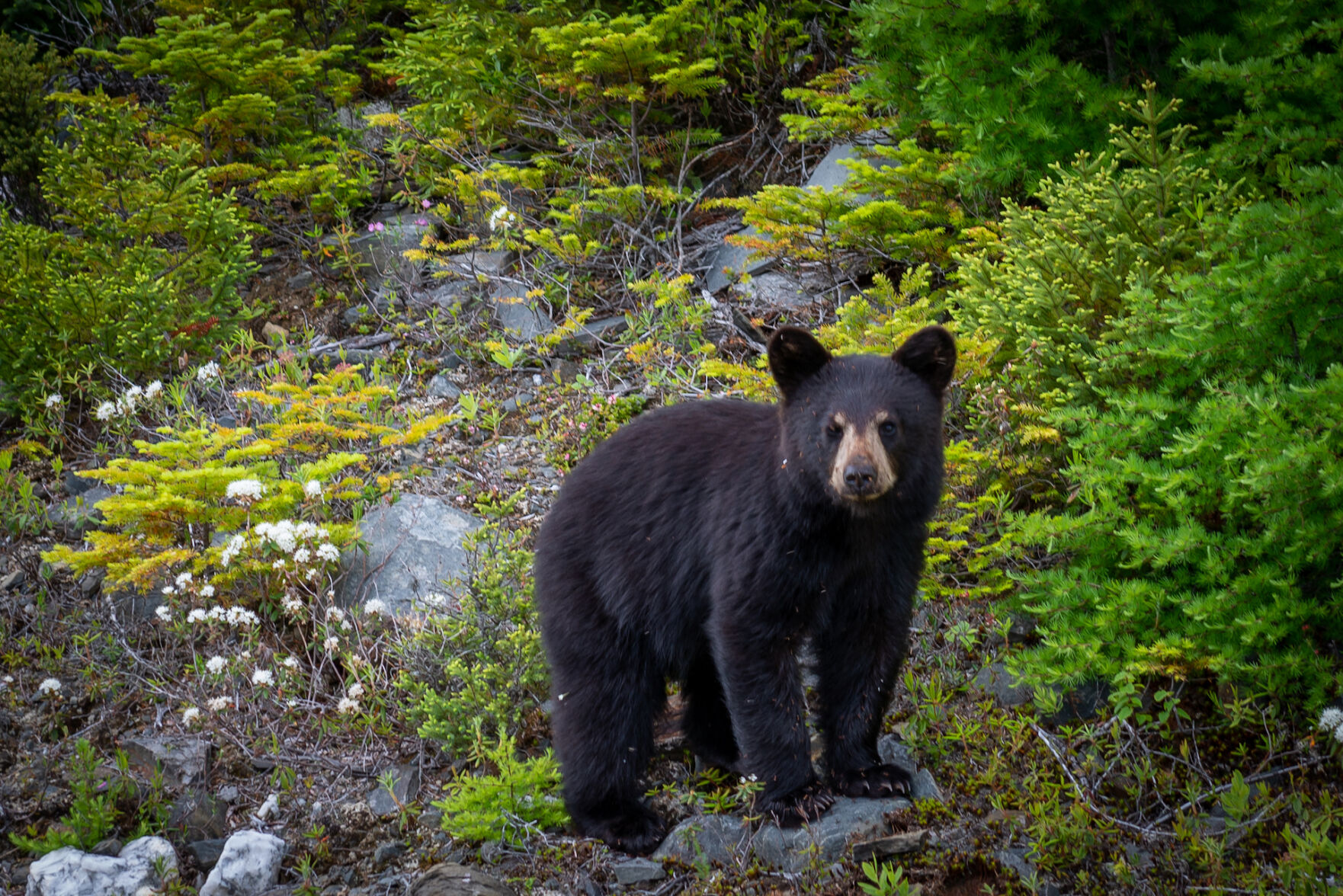 Black Bear Project